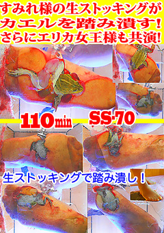 すみれ様の生ストッキングがカエルを踏み潰す！